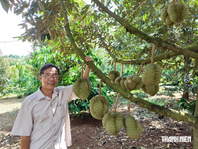 Từ đồn điền CADA đến ‘thủ phủ’ sầu riêng của Đắk Lắk- Ảnh 5.