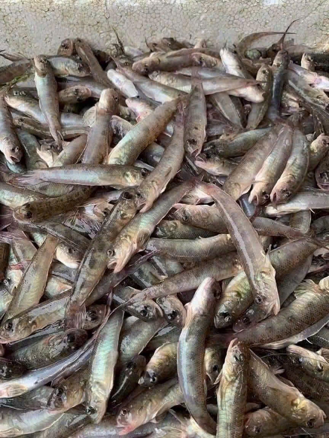 C&aacute; bống thệ kho cứng  - Ảnh 2.