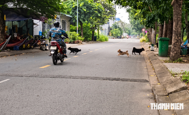 Bát nháo chó thả rông tại KDC Cát Lái: Phản ánh nhiều, đâu lại vào đấy! - Ảnh 1.