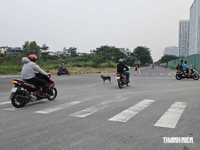 Bát nháo chó thả rông tại KDC Cát Lái: Phản ánh nhiều, đâu lại vào đấy! - Ảnh 7.