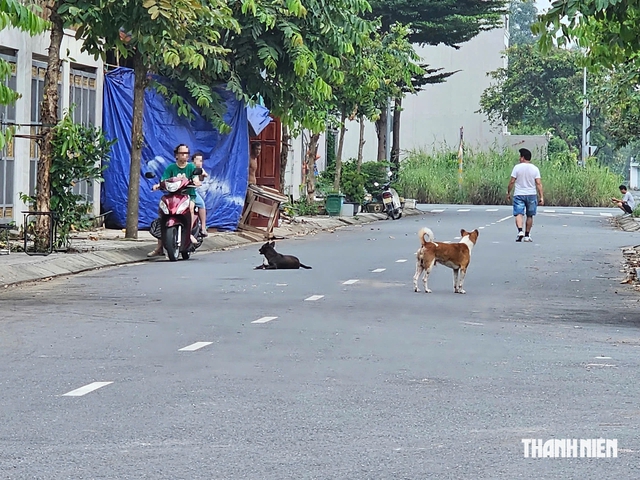 Bát nháo chó thả rông tại KDC Cát Lái: Phản ánh nhiều, đâu lại vào đấy! - Ảnh 5.