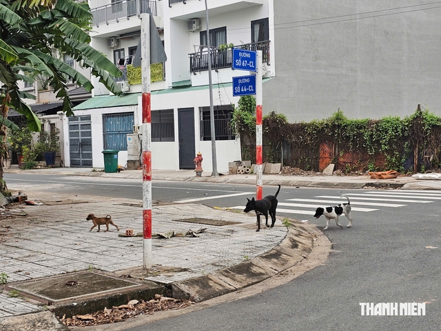 Bát nháo chó thả rông tại KDC Cát Lái: Phản ánh nhiều, đâu lại vào đấy! - Ảnh 4.