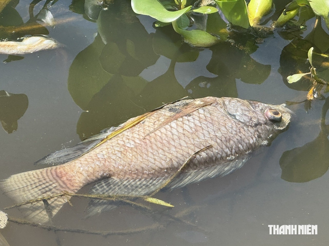Cá chết bất thường ở đập ngăn mặn Đức Lợi, cơ quan chức năng vào cuộc - Ảnh 2.