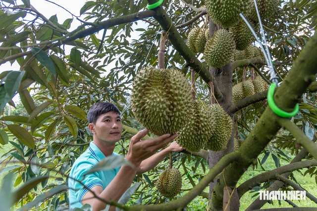 Giá sầu riêng bất ngờ tăng mạnh- Ảnh 2.