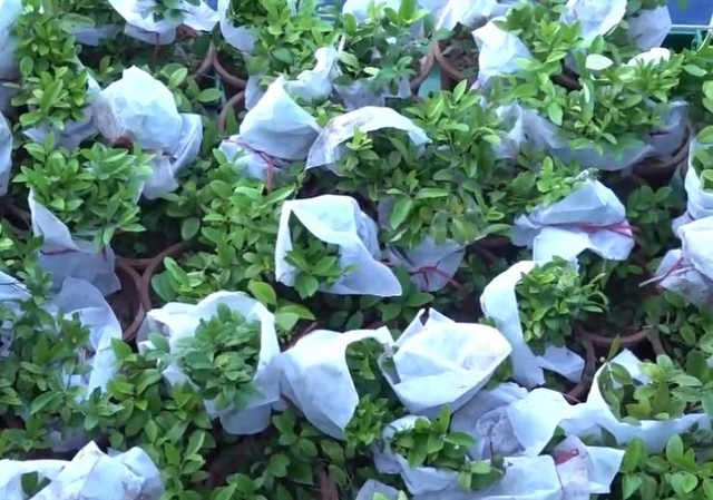 Đất liền mang triệu cây xanh gửi lại Trường Sa  - Ảnh 2.