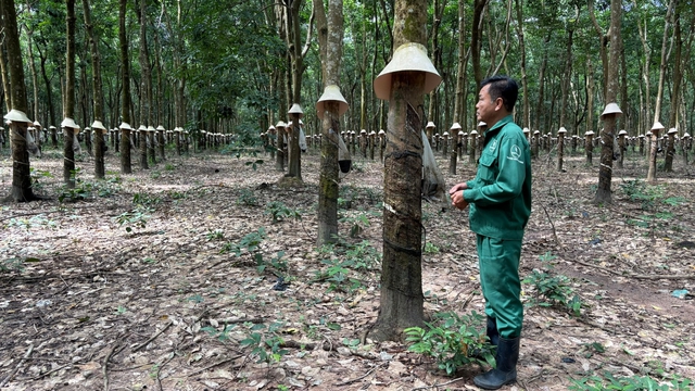 Từ người lính đến người giữ nghề cao su trên đất bạn - Ảnh 1.