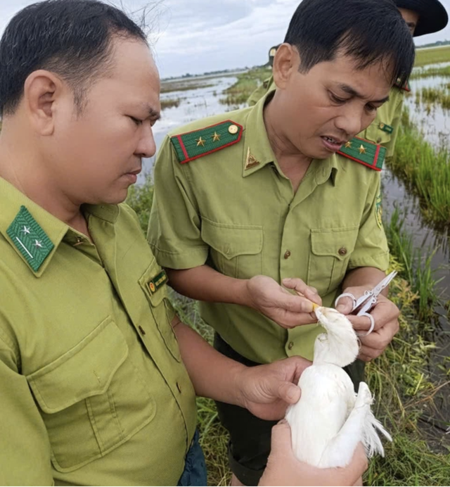 Bẫy chim trời, quảng cáo bán có thể bị phạt 400 triệu đồng, tù 15 năm- Ảnh 3.