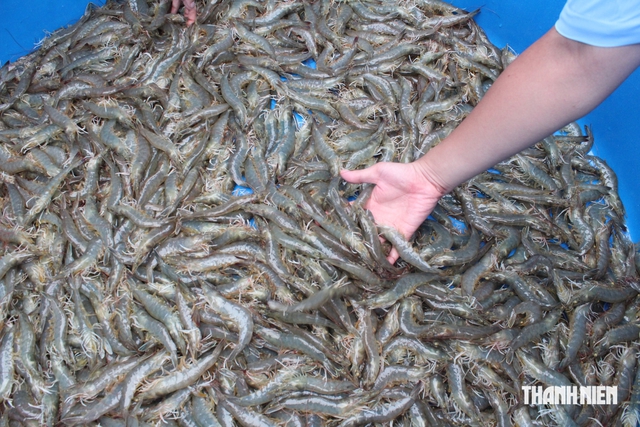 'Mỏ vàng' vỏ tôm đang bị lãng phí- Ảnh 1.