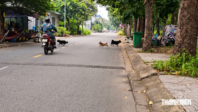 Chó thả rông ở Cát Lái: Vì sao tiếp nhận 14 phản ánh nhưng chưa xử phạt? - Ảnh 1.