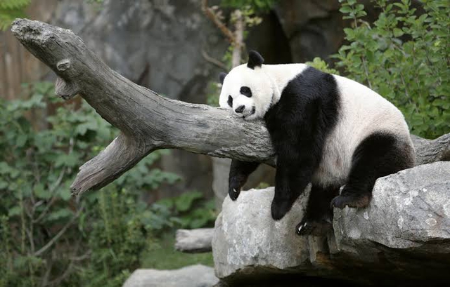 Pandas will arrive soon in US city of Atlanta, says China’s Xi - Ảnh 1.