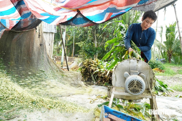 Từ 2 con bò tặng, cô gái miền Tây tạo đàn 17 con chỉ sau 2 năm- Ảnh 5.