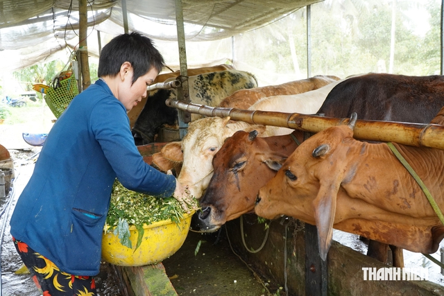 Từ 2 con bò tặng, cô gái miền Tây tạo đàn 17 con chỉ sau 2 năm- Ảnh 4.