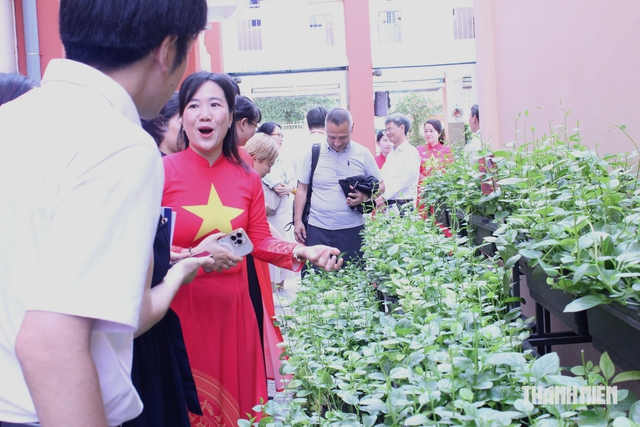Giảng viên Nhật Bản thích thú thăm vườn rau học sinh TP.HCM chăm sóc - Ảnh 7.