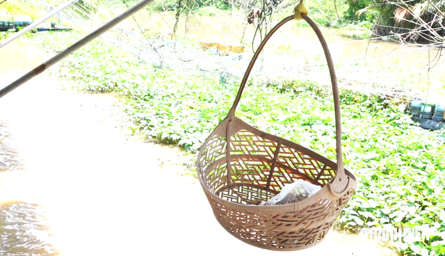 Người dựng chòi giữ đàn cá thiên nhiên ở Cần Thơ: 'Chỉ mong mọi người thương tôi'- Ảnh 6.