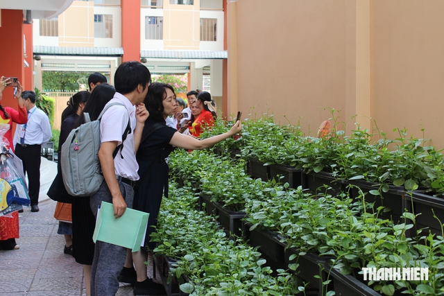 Giảng viên Nhật Bản thích thú thăm vườn rau học sinh TP.HCM chăm sóc - Ảnh 2.