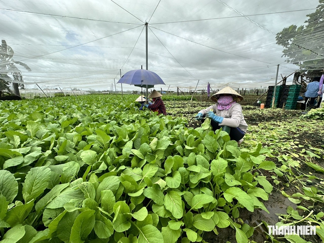 Rau củ tăng giá theo mưa lớn kéo dài- Ảnh 1.
