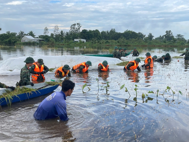 Nông dân An Giang vất vả thu hoạch lúa, hoa màu chạy lũ- Ảnh 2.