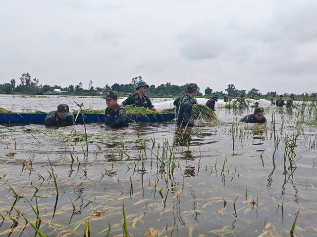 Nông dân An Giang vất vả thu hoạch lúa, hoa màu chạy lũ- Ảnh 1.