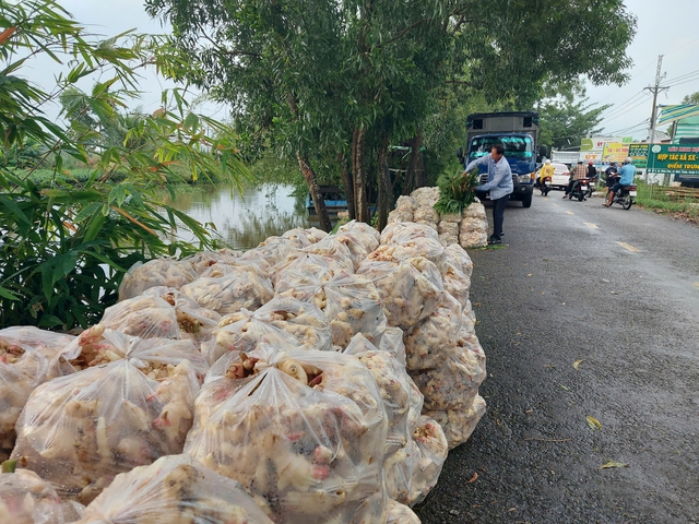 Nông dân An Giang vất vả thu hoạch lúa, hoa màu chạy lũ- Ảnh 4.