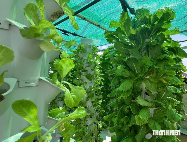 Qu&aacute;n b&aacute;nh x&egrave;o c&oacute; vườn rau kh&iacute; canh trăm triệu cho kh&aacute;ch tự h&aacute;i ăn tại chỗ - Ảnh 7.