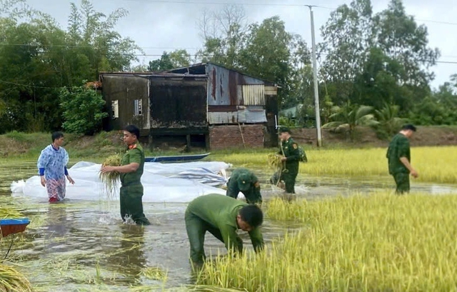 Nông dân An Giang vất vả thu hoạch lúa, hoa màu chạy lũ- Ảnh 3.