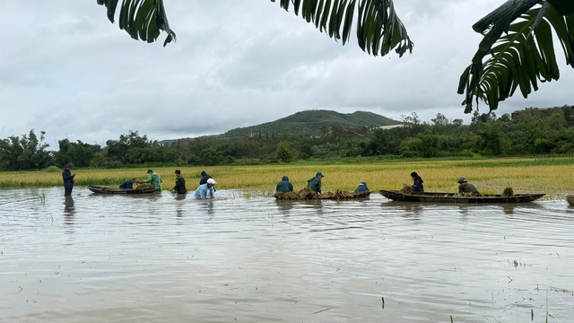 Mưa lớn gây ngập lúa, người dân ở Đắk Lắk ngậm ngùi thu về 35.000 đồng - Ảnh 2.