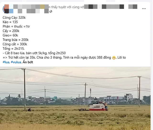 Mưa lớn gây ngập lúa, người dân ở Đắk Lắk ngậm ngùi thu về 35.000 đồng - Ảnh 1.