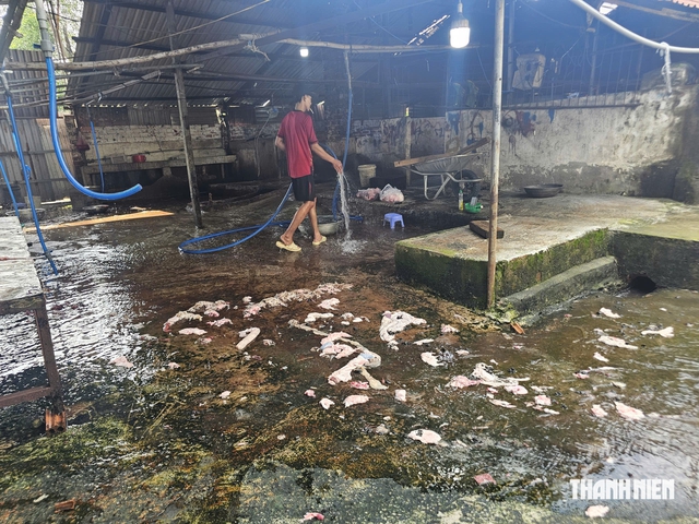 Lò mổ heo lậu bị công an bắt nhiều lần vẫn tung hoành ở phường Phú Mỹ - Ảnh 1.