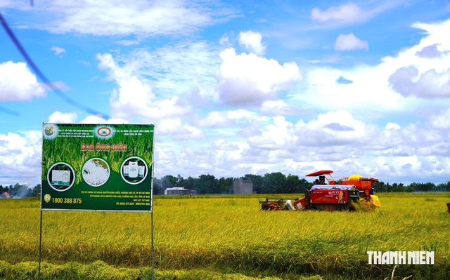 Gặt lúa, 24 giờ có tiền: Nông dân Cà Mau bớt lo "được mùa mất giá" - Ảnh 2.
