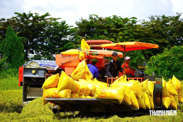Gặt lúa, 24 giờ có tiền: Nông dân Cà Mau bớt lo "được mùa mất giá"   - Ảnh 1.