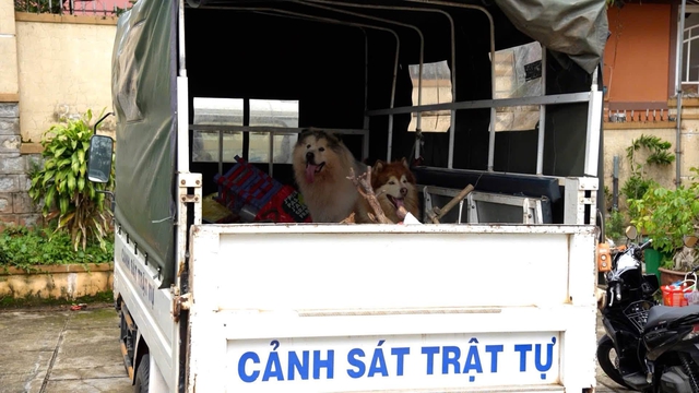 Công an làm rõ vụ đánh chó Alaska ở quảng trường Lâm Viên Đà Lạt- Ảnh 4.
