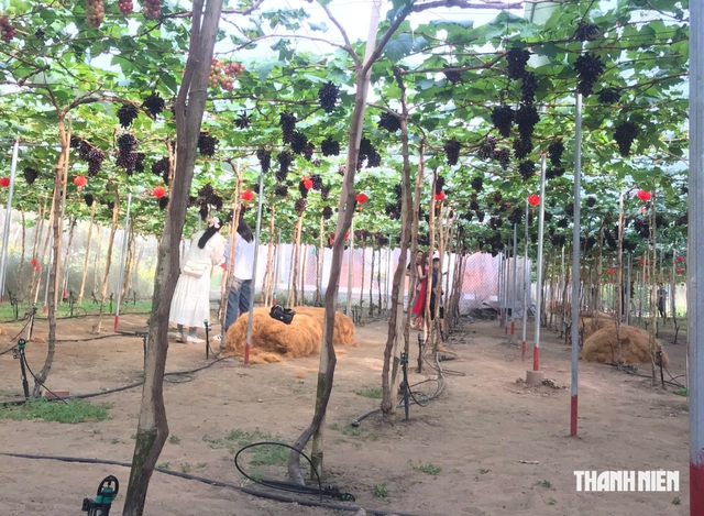Vườn nho 3.000 m² giữa xứ dừa, trồng 7 giống nho và đón khách hái tại vườn- Ảnh 3.