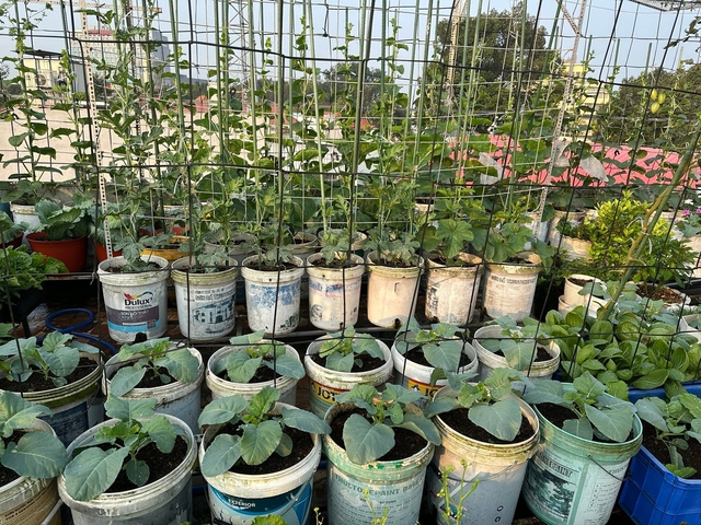 Người phụ nữ ở TP.HCM 2 tháng xách đất lên sân thượng làm vườn - Ảnh 6.