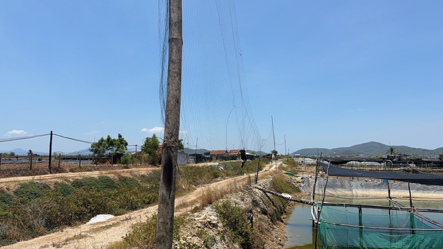 Hơn 38 km lưới giăng bắt chim yến trái phép ở Khánh Hòa - Ảnh 2.