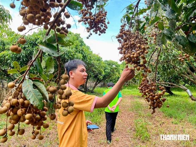Về quê khởi nghiệp, chàng trai miền Tây nâng tầm trái nhãn cù lao Tân Thuận Đông