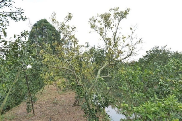 Ngăn chặn 'hiểm họa' dưới mặt đất gây thiệt hại hàng chục tỉ USD nông sản- Ảnh 4.