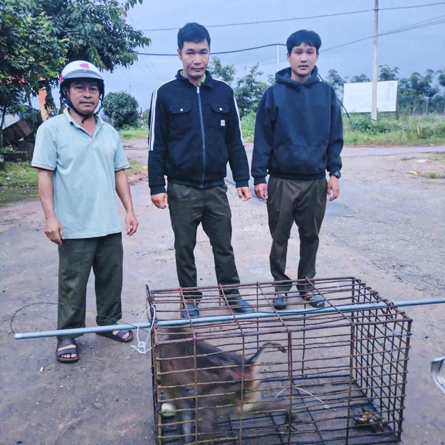 Bắt khỉ hoang tấn c&ocirc;ng trẻ em ở Quảng Ng&atilde;i- Ảnh 2.