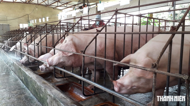 Gần 2.500 cơ sở chăn nuôi ở Đồng Nai ngừng hoạt động, lí do là gì? - Ảnh 4.