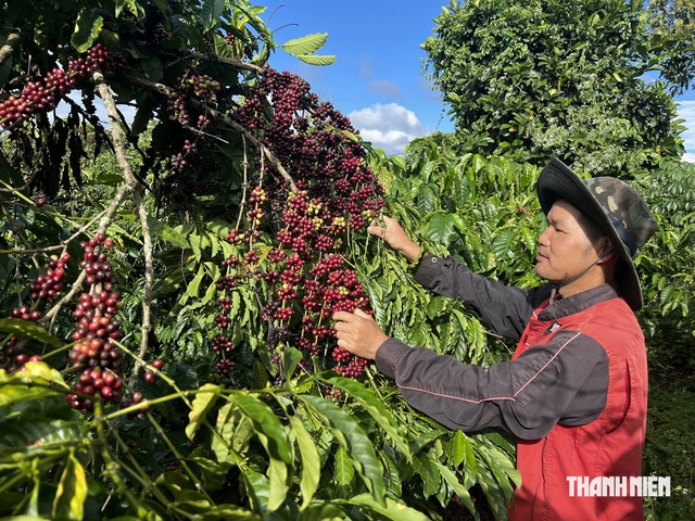 C&agrave; ph&ecirc; Việt trước &lsquo;luật chơi&rsquo; xanh của thế giới- Ảnh 1.