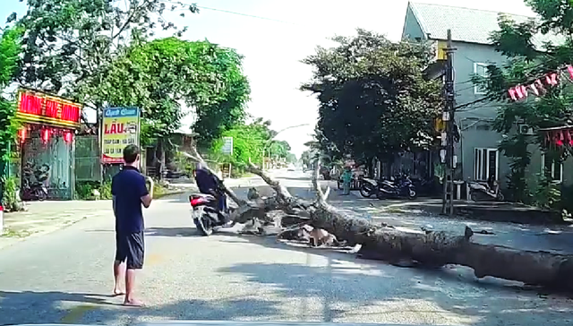 Thanh Hóa: Điều tra vụ chặt cây làm người đi xe máy tử vong- Ảnh 1.