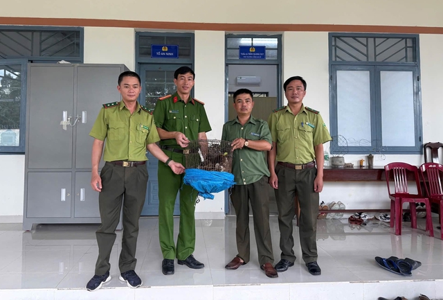 Đi thăm rẫy, ph&aacute;t hiện diều hoa Miến Điện qu&yacute; hiếm nằm bất động dưới gốc c&acirc;y- Ảnh 1.