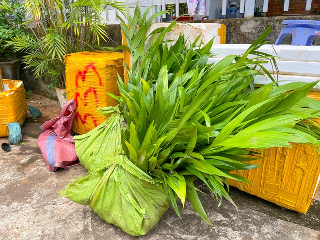 Giá cau Đắk Lắk tăng đột biến, vườn ươm ‘cháy hàng’- Ảnh 3.