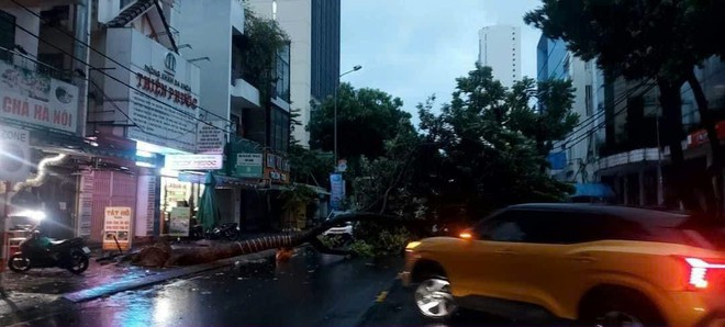 Bão Trà Mi: Đà Nẵng mưa lớn, gió mạnh khiến cây xanh ngã đổ hàng loạt- Ảnh 5.