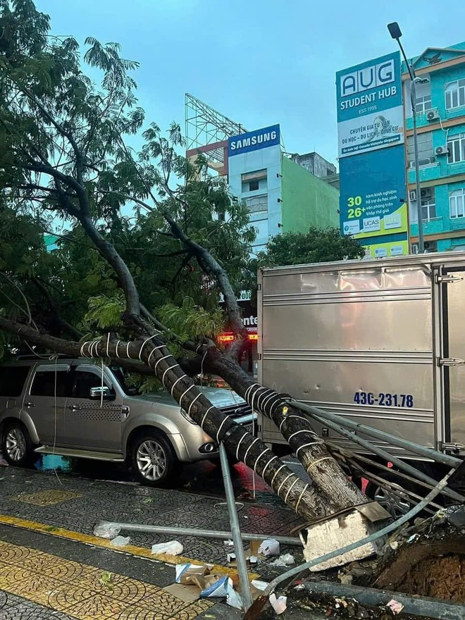 Bão Trà Mi: Đà Nẵng mưa lớn, gió mạnh khiến cây xanh ngã đổ hàng loạt- Ảnh 6.