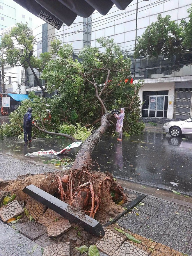 Bão Trà Mi: Đà Nẵng có mưa lớn, gió mạnh khiến cây xanh ngã đổ hàng loạt- Ảnh 7.