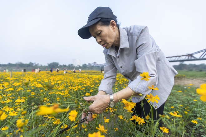 Đắm chìm vào vẻ đẹp rực rỡ vườn hoa cúc bướm dưới chân cầu Long Biên - Ảnh 5.