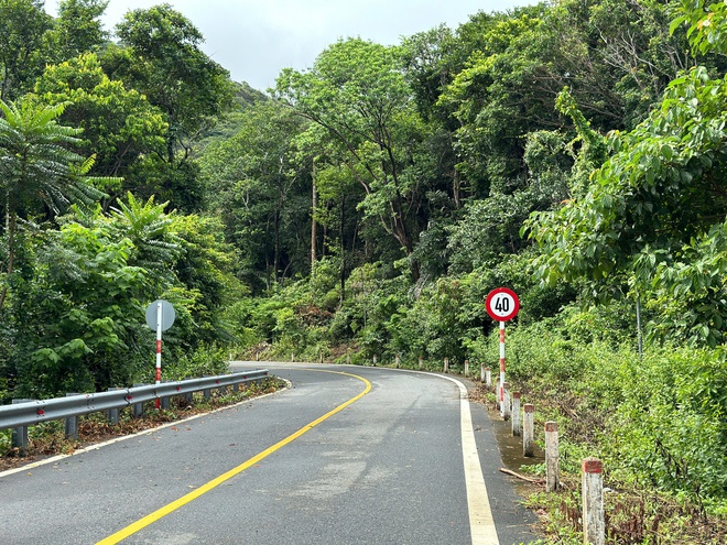 Cây bàng và sao đen 237 tuổi ở Côn Đảo trở thành cây di sản- Ảnh 3.