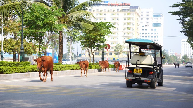 Mùa đông ở Sầm Sơn- Ảnh 6.