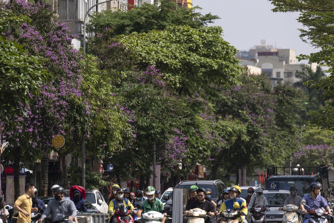 Người Hà Nội thích thú check-in với hoa bằng lăng nở rộ khắp phố- Ảnh 3.