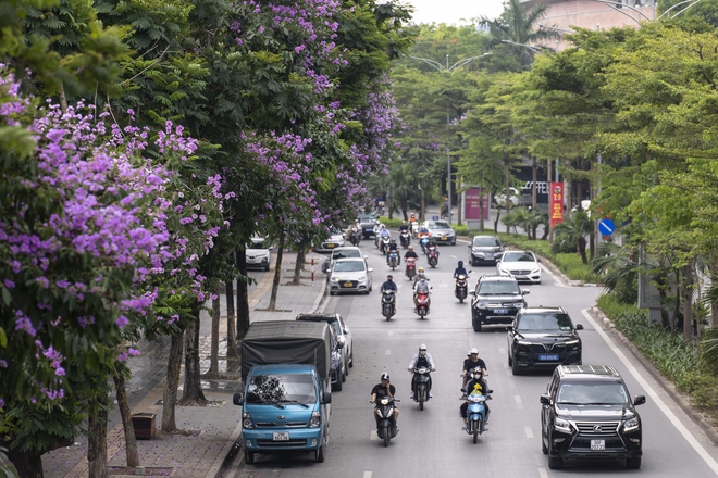 Người Hà Nội thích thú check-in với hoa bằng lăng nở rộ khắp phố- Ảnh 2.